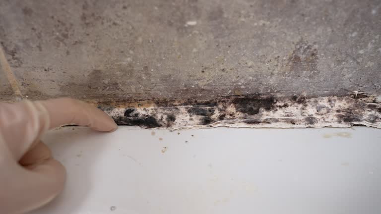 Environmental Consulting for Mold Prevention in Stanhope, NJ